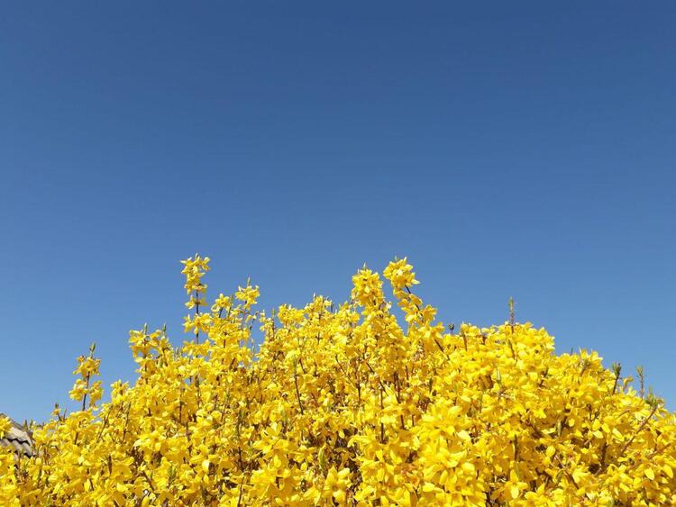 Yellow blossom