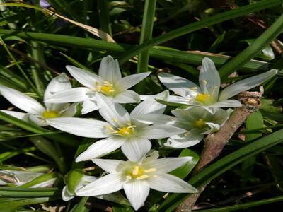 Flower 2.jpg