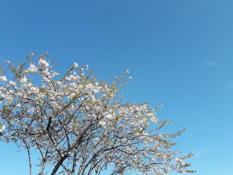 White blossom