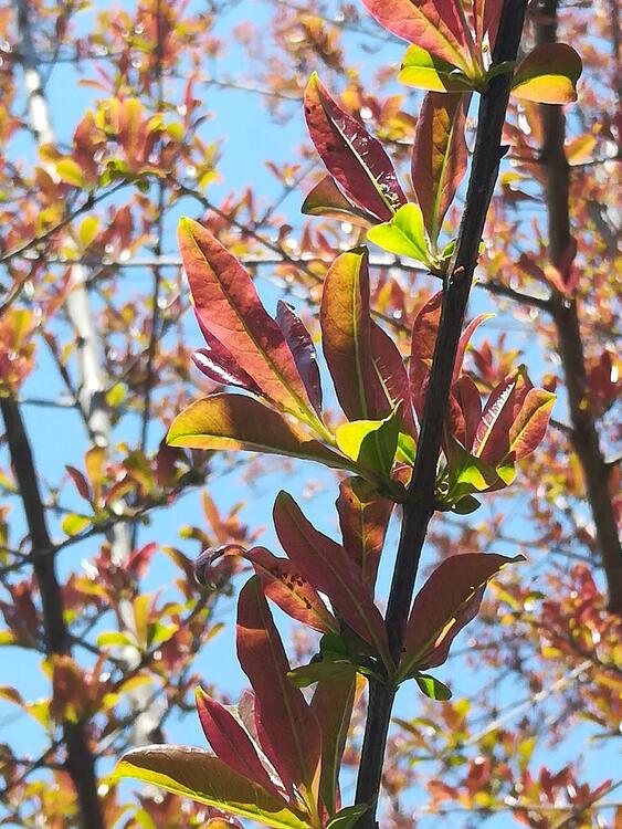 Pink blossom
