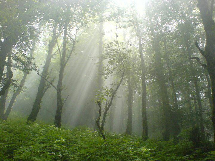 Sunshine through wood.jpg Sunshine through wood.jpg